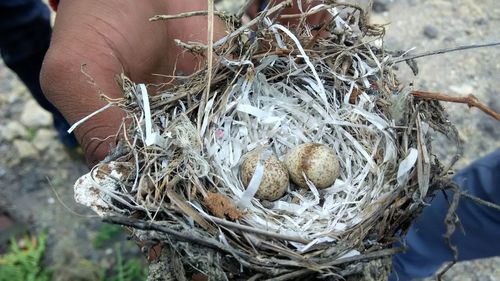 High angle view of bird in nest