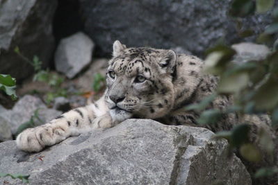Snow leopard relaxing on rock