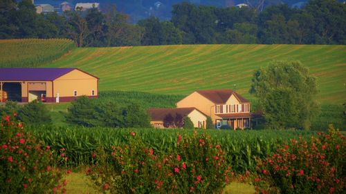 Scenic view of agricultural field by houses