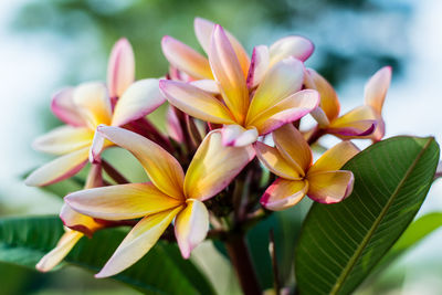 Close-up of frangipani blooming outdoors