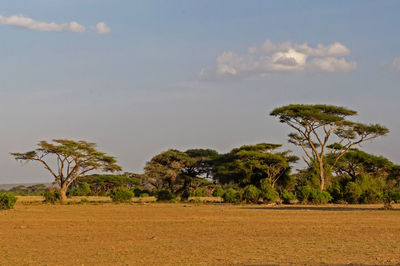 Trees on field against sky