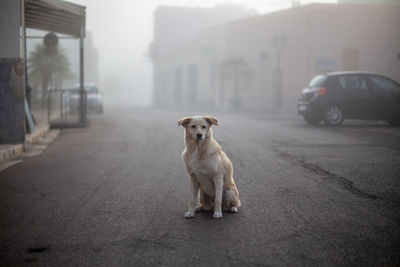 Portrait of dog relaxing on road in city during foggy weather