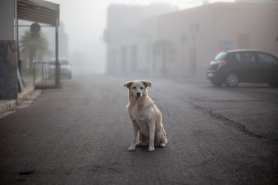 Dog on road in city