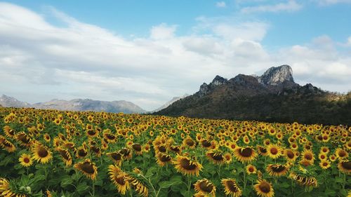 Scenic view of sunflower field against cloudy sky