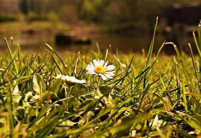Close-up of white flowering plants on field
