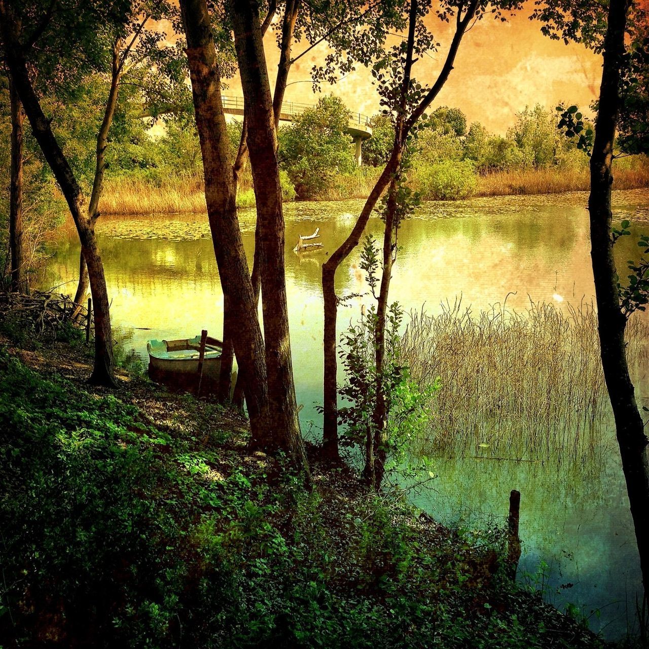 water, tree, tranquility, tranquil scene, lake, reflection, scenics, beauty in nature, nature, growth, sunset, branch, river, plant, idyllic, tree trunk, silhouette, sunlight, non-urban scene, lakeshore