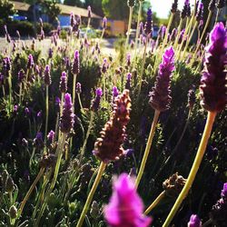 Close-up of purple flowers blooming in field