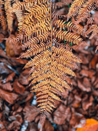 Close-up of dried leaves during autumn