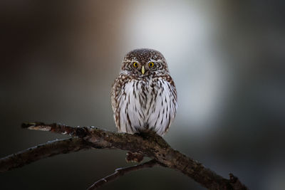 Close-up of bird perching on branch