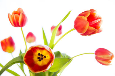 Close-up of tulips blooming against white background