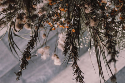 Close-up of wilted plant during winter