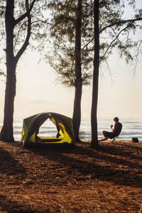 Camping tents on the beach filled of pine forest with golden sky sunrise in the morning. 