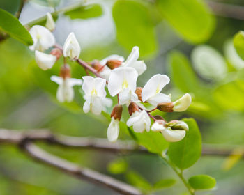 Close-up of honey locust flowers blooming outdoors