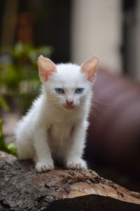 Portrait of kitten sitting outdoors