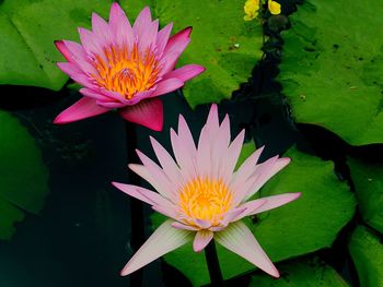 Close-up of lotus water lily