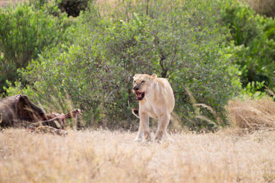 Dog on grass against trees