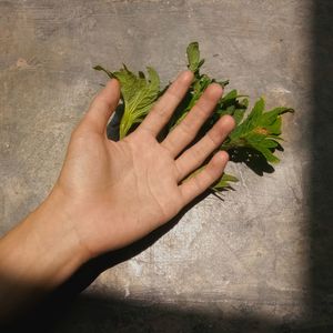 Cropped image of person holding vegetables