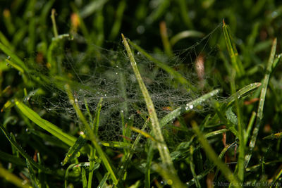 Close-up of raindrops on grass