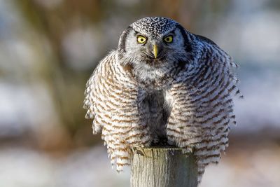 Close-up portrait of northern hawk owl