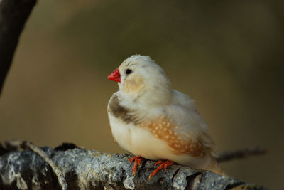 Close-up of bird perching on rock