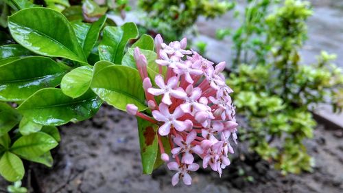 Close-up of pink flower