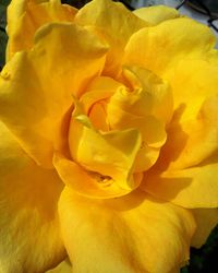 Close-up of yellow flower blooming outdoors