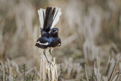 Close-up of a bird