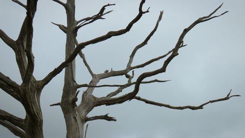 Low angle view of bird on branch against clear sky