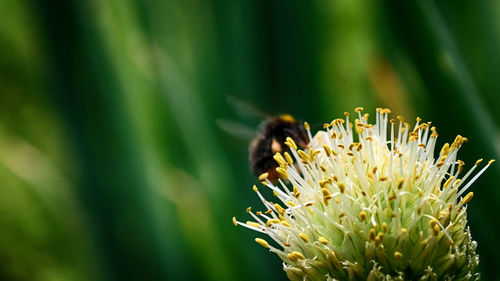 Close-up of insect on flower