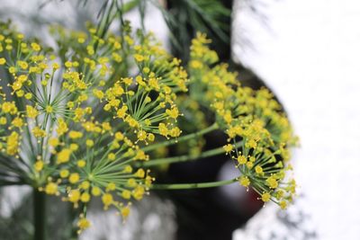 Close-up of yellow flowering plant growing in garden