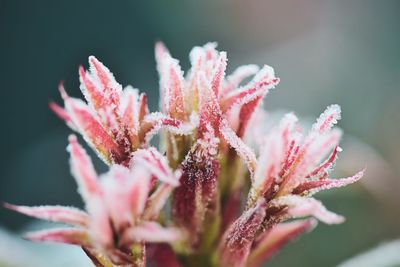 Close-up of plant