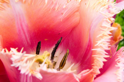 Close-up of pink rose flower