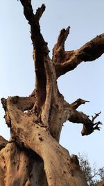 Low angle view of driftwood on tree against sky