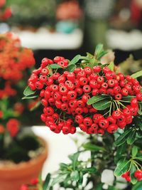 Close-up of red flowers against blurred background