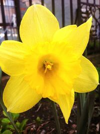 Close-up of yellow flower