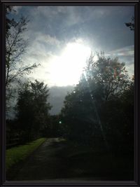 Sun shining through trees