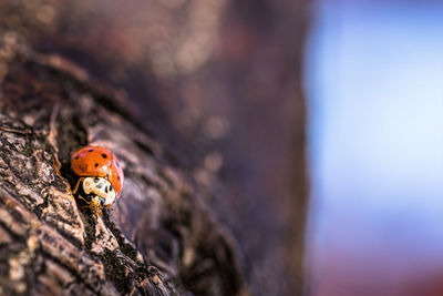 Close-up of ladybug on tree trunk