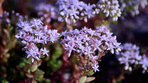 Close-up of purple flowering plant