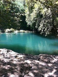 Scenic view of lake in forest