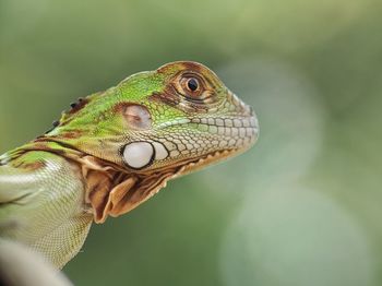 Close-up of a lizard