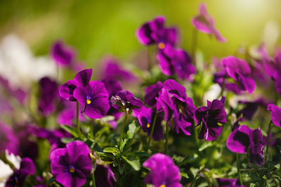 Close-up of purple flowers blooming outdoors