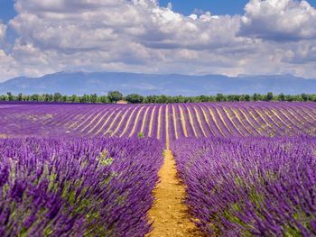 Purple flowering plants on field against cloudy sky