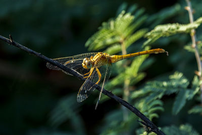 Close-up of dragonfly resting  on plant at the local nature reserve