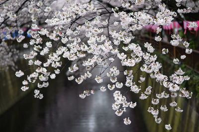 Close-up of flowers on tree