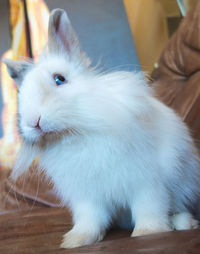 Close-up of white cat