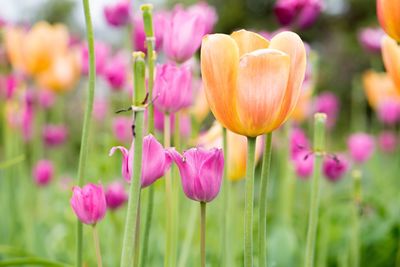 Close-up of crocus blooming outdoors