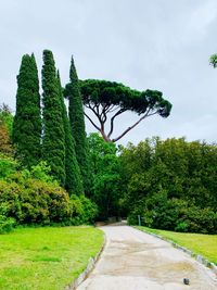 Footpath amidst trees against sky