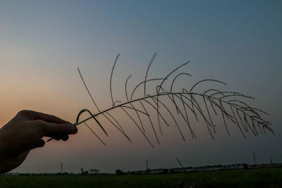 Hand holding plant on field against sky during sunset