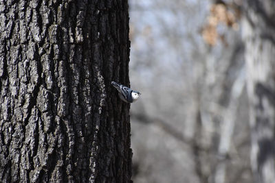 Close-up of bird perching on tree trunk