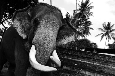 Low angle view of elephant by palm trees against sky